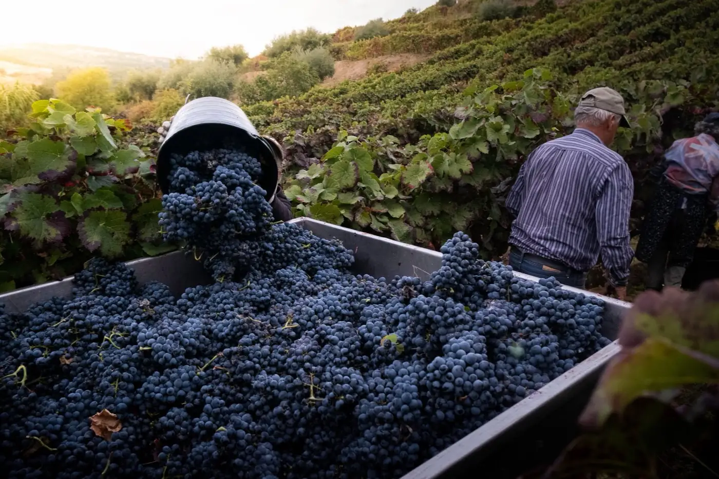Des cagettes de raisin pendant les vendanges.
