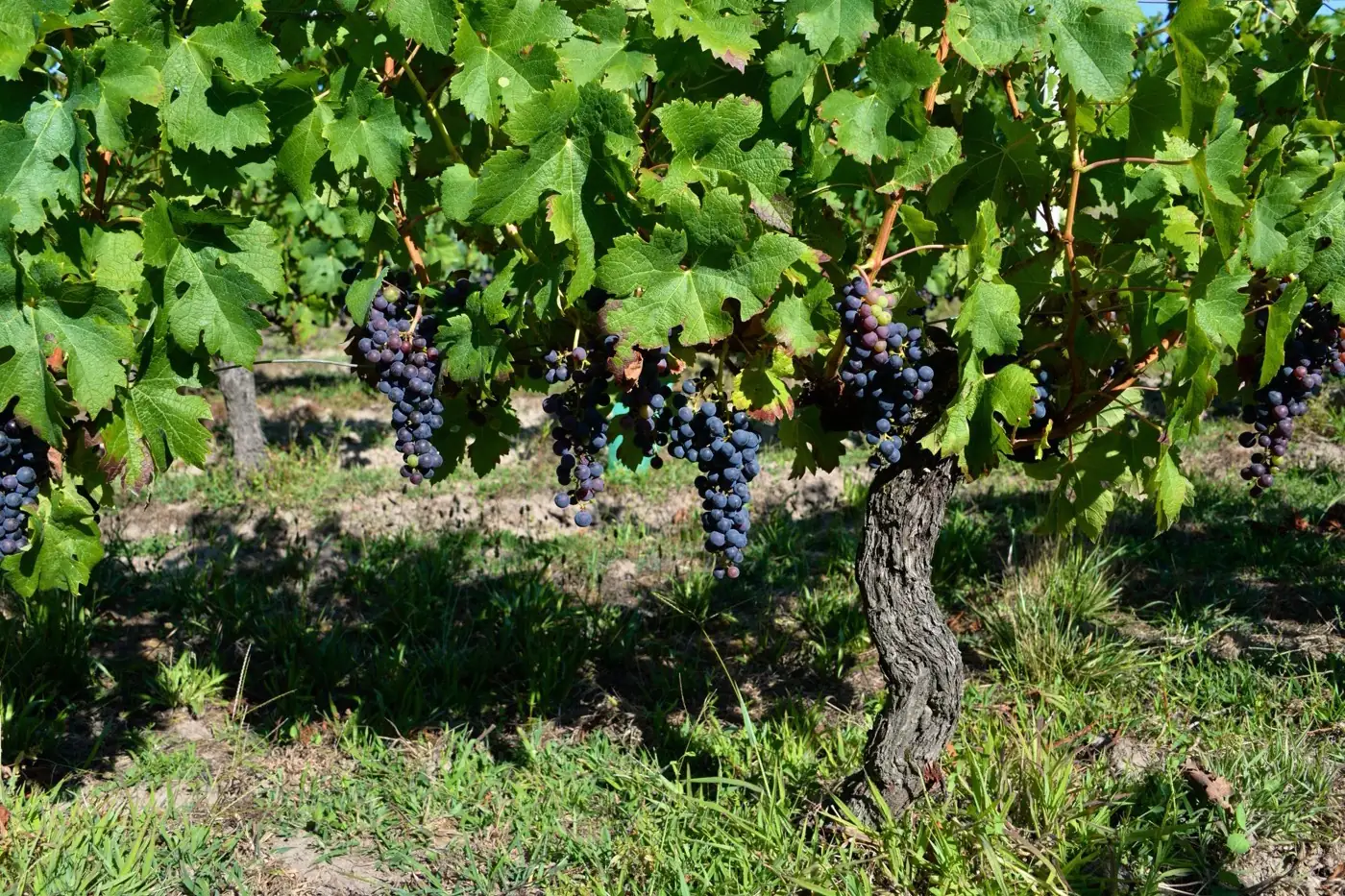 Grappes de raisin noir sur la vigne, en été.