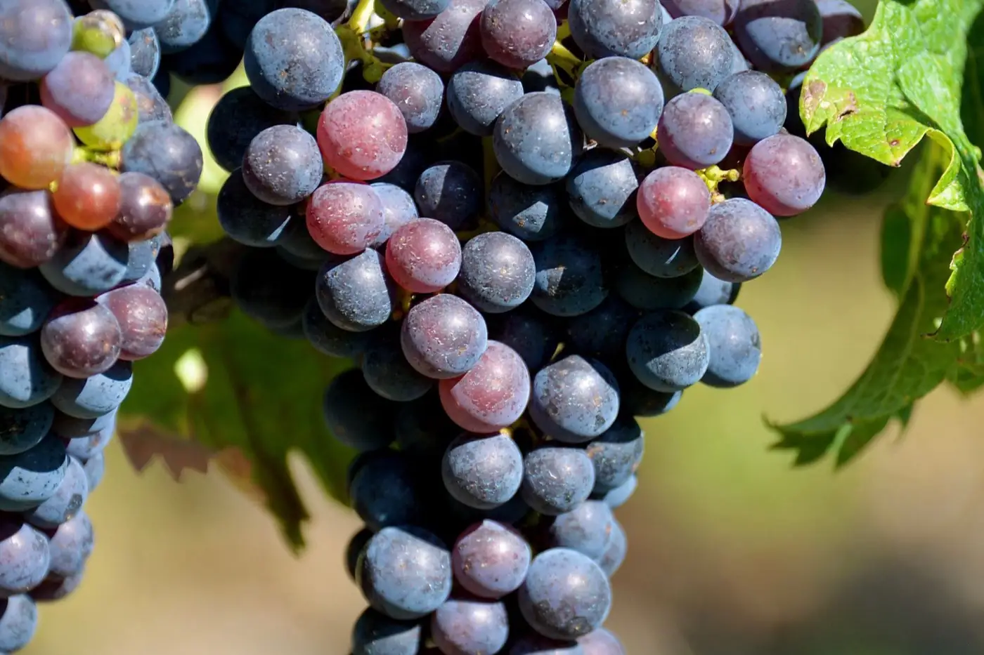 Grappes de raisin serrées dans un vignoble français.