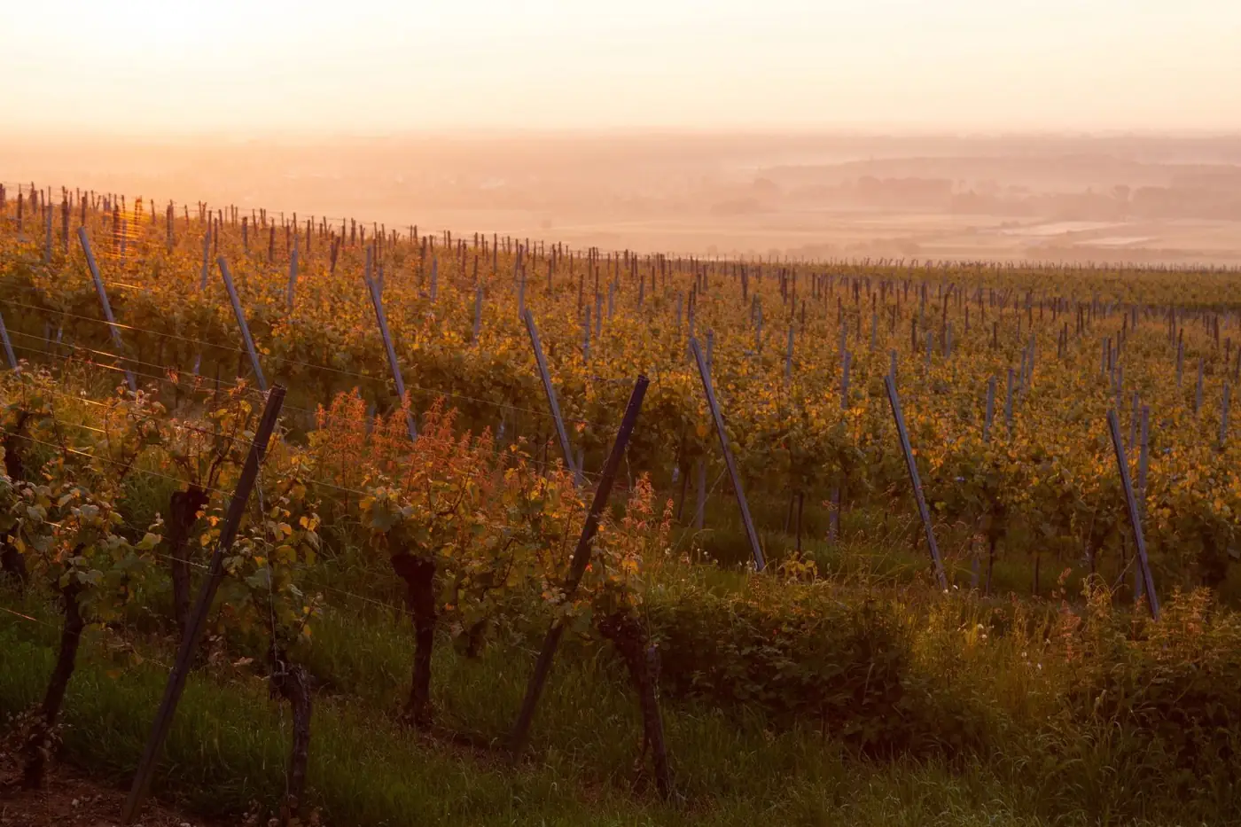 Un vignoble au soleil couchant.